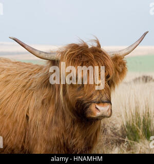 Highland-Kuh Stockfoto