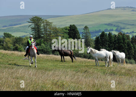 Pferd und Reiter auf Ausdauer Fahrt Stockfoto