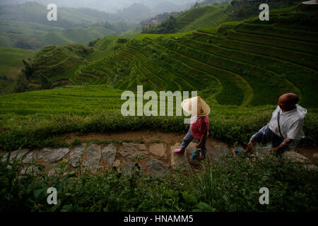 Touristen gehen im Regen, durch die Longji Rice-Terrassen in der Nähe von Guilin, Provinz Guangxi, China, Mittwoch, 10. August 2016.  Foto: © Lukas Ma Stockfoto