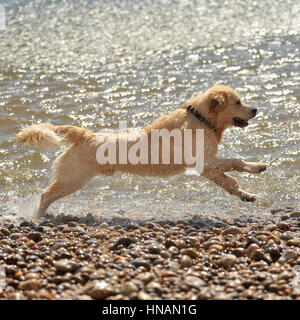 Golden Retriever im Meer laufen Stockfoto