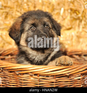 Deutscher Schäferhund-Hund-Welpe Stockfoto