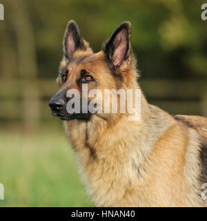 Schäferhund-Hund-Kopf-Studie Stockfoto