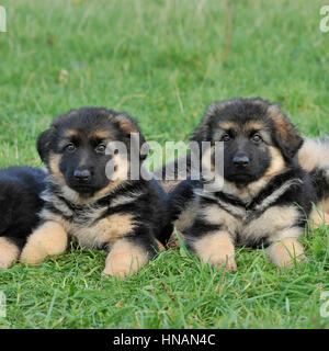 zwei Deutsche Schäferhund Welpen Stockfoto