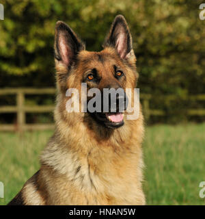 Schäferhund-Hund-Kopf-Studie Stockfoto