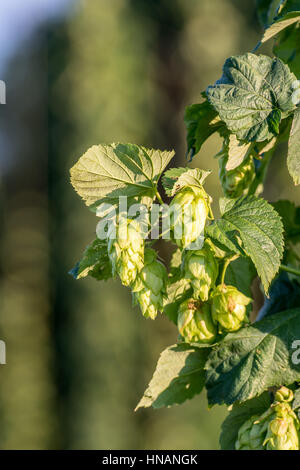 Ein Cluster von Hopfen, Humulus Lupulus, Blumen auf einem Weinstock Stockfoto