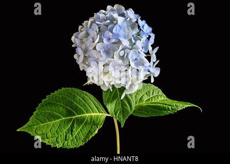 Blaue Hortensie Blumen auf schwarz. Stockfoto