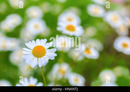 Fruchtbarer Garten voller Gänseblümchen. Stockfoto