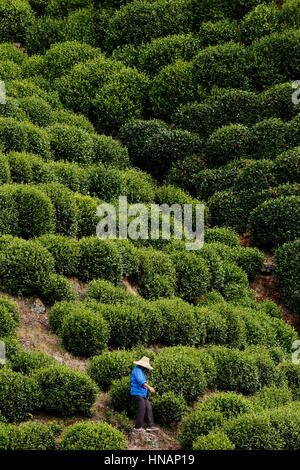 Eine Frau geht durch ein Tee-Plantagen auf einem Hügel in der Nähe von Longjing Dorf Hangzhou in China Donnerstag, 4. August 2016. Longjing Cha oder Dragon Well te Stockfoto