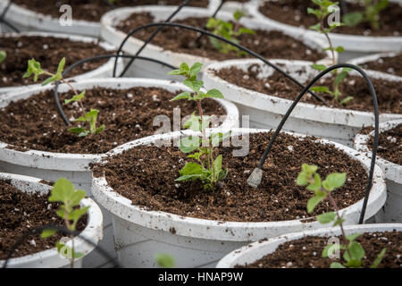 Gewächshaus gewachsen Bio Minze Kräuter gepflanzt in großen Töpfen in einem Gewächshaus befindet sich in Baltimore, Maryland. Stockfoto