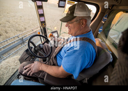 Ein Bauer ist einen Mähdrescher in eine Gerstenernte in Reardan, Washington Betrieb. Stockfoto