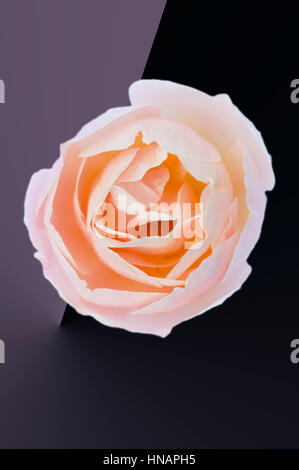 Rosa Rose auf einem dunklen Hintergrund Stockfoto
