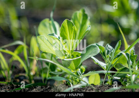 Faba Bohne Pflanzen und Sorghum Sudangras wachsen auf einem Bio-Bauernhof in Pullman, WA. Stockfoto