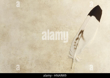 Feder auf ein altes Papierhintergrund auf schwarz und weiß Stockfoto