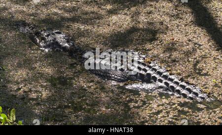 Alligator Sonnen am Ufer des Teiches. Stockfoto