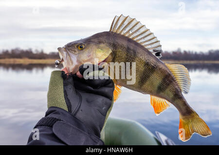 Angeln-Trophäen Stockfoto