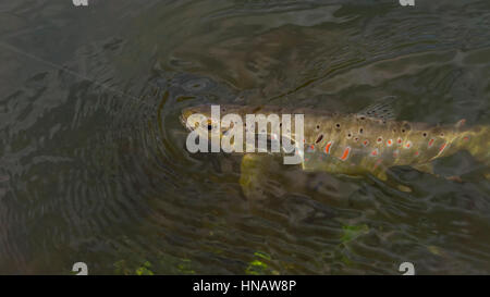 Schöne Bachforelle gefangen vom Fliegenfischen. Wilde Fische an den Haken widersteht. Stockfoto