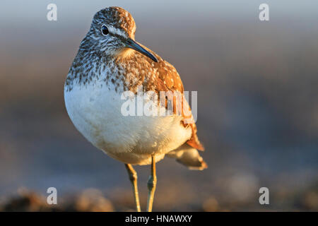 Porträt Sandpiper bei Sonnenaufgang, Wasservögel, Frühling Migration Vogel mit einem langen Schnabel Stockfoto