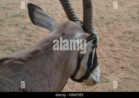 Der gemsbok oder gemsbuck (Oryx gazella) ist große Antilope im Oryx Gattung. Sie ist heimisch in trockenen Regionen Südliches Afrika, Oasis Park, Fuerteventura Stockfoto