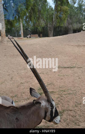 Der gemsbok oder gemsbuck (Oryx gazella) ist große Antilope im Oryx Gattung. Sie ist heimisch in trockenen Regionen Südliches Afrika, Oasis Park, Fuerteventura Stockfoto