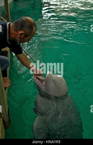 Ozeanographische Aquarium. Valencia. Spanien. Europa, weißen Wal oder Beluga, auch bekannt als Meer Kanarische Sound experimentieren mit neun Jahre alt weiblich, Herkunft Stockfoto