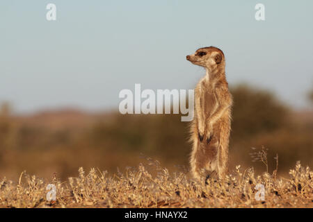 Suricate in der Kalahari-Wüste, Namibia Stockfoto