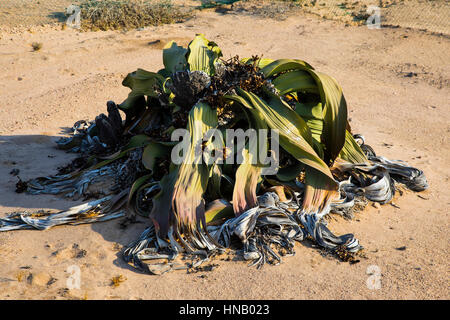 Welwitschia Drive, Welwitschia mirabilis, lebendes Fossil, Swakopmund, Namibia, Afrika, von Monika Hrdinova/Dembinsky Foto Assoc Stockfoto