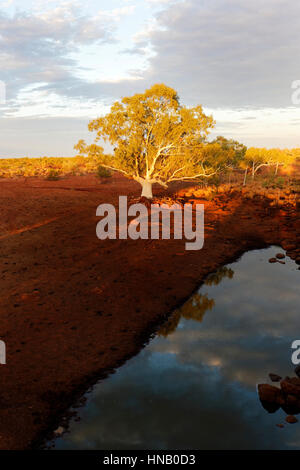 Eukalyptus-Baum im frühen Morgenlicht, Pilbara, Western Australia. Stockfoto