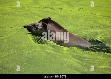 Südamerikanische Tapir (Tapirus Terrestris), auch bekannt als der brasilianische Tapir. Stockfoto