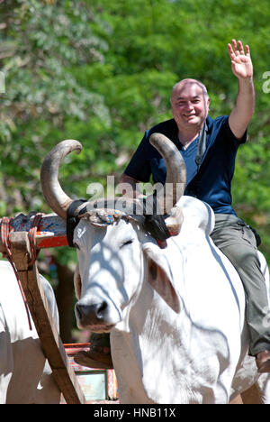 Tourist sitzt auf einem Brahman-Stier im Nationalpark Rincon de la Vieja, Costa Rica Stockfoto