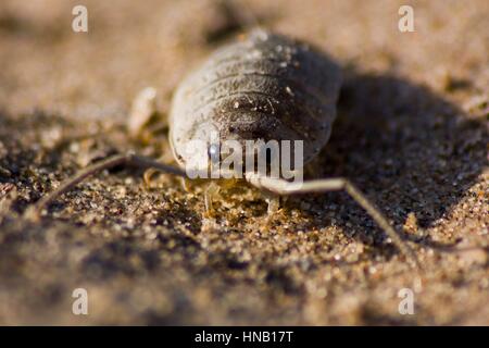 Ligia Oceanica - Meer Slater Stockfoto