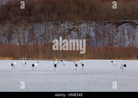 Mandschurenkraniche (Grus Japonensis), Kushiro Shitsugen Nationalpark, Hokkaido, Japan Stockfoto