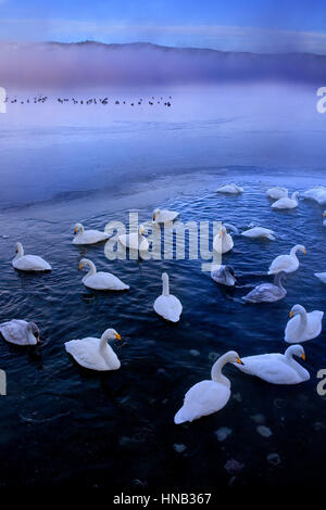 Panorama, Panorama, Whopper Swans (Cygnus Cygnus) im See Kussharo, Akan Nationalpark, Hokkaido, Japan Stockfoto