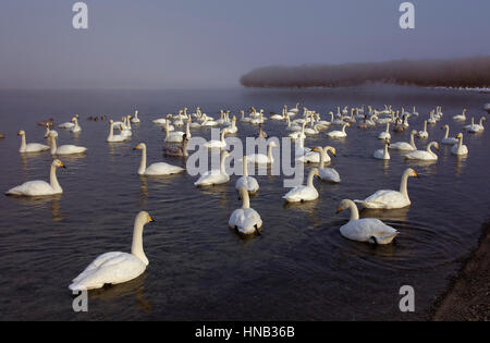 Panorama, Panorama, Whopper Swans (Cygnus Cygnus) im See Kussharo, Akan Nationalpark, Hokkaido, Japan Stockfoto