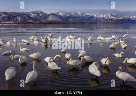 Panorama, Panorama, Whopper Swans (Cygnus Cygnus) im See Kussharo, Akan Nationalpark, Hokkaido, Japan Stockfoto