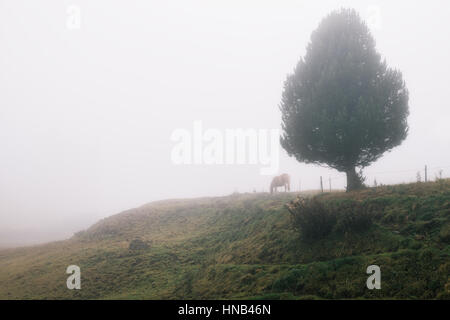 Italien. Dolomiten. Nebligen Morgen in der Hochebene Alpe di Siusi Stockfoto