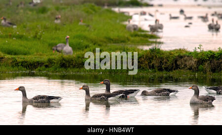 Kolonie der Gänse Graugans (Anser Anser) während der Überwinterung (Italien, Isola della Cona). Stockfoto