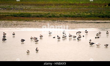 Kolonie der Gänse Graugans (Anser Anser) während der Überwinterung (Italien, Isola della Cona). Stockfoto