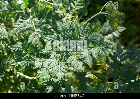 Conium Maculatum verlassen Stockfoto