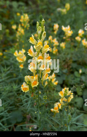Linaria vulgaris Stockfoto