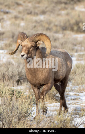 Bighorn Schafe Ram in die Wiese und Beifuß mit Schnee am Boden im Herbst Stockfoto