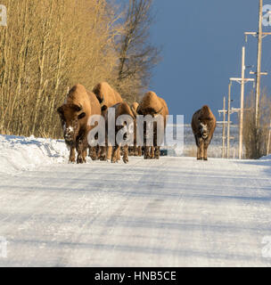 Stau verursacht durch Bison in Jackson Hole, Wyoming an kalten Wintertag Stockfoto