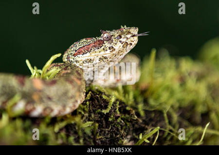 Wimpern-Viper (Bothriechis Schlegelii) - Laguna del Lagarto Lodge, Boca Tapada, Costa Rica [kontrollierte Probe] Stockfoto