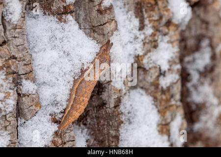 Spicebush Schwalbenschwanz (Papilio Troilus) Puppe auf Rinde der Robinie nach Schneefall. Diese Art überwintert als eine Puppe. Stockfoto