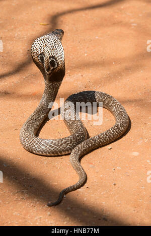 Indische Kobra oder Spectacled Cobra, Naja Naja, Sri Lanka Stockfoto