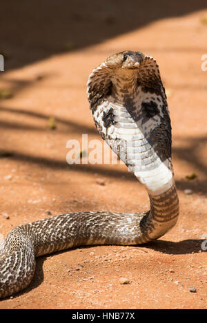 Indische Kobra oder Spectacled Cobra, Naja Naja, Sri Lanka Stockfoto