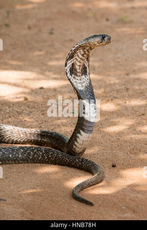 Indische Kobra oder Spectacled Cobra, Naja Naja, Sri Lanka Stockfoto