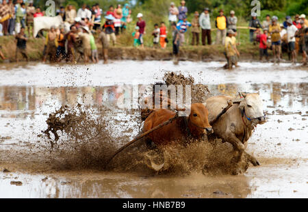 Schlamm-Kuh racing Pacu Jawi tagsüber in Indonesien. Stockfoto