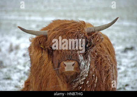 Schottische Highlander in verschneiten und windigen Landschaft Stockfoto