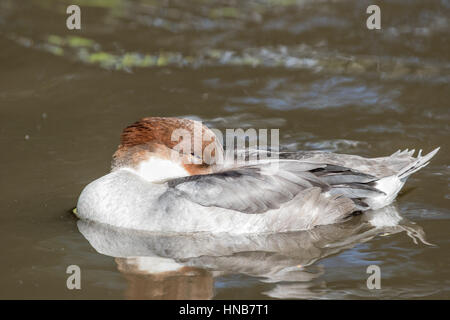 Weibliche Zwergsäger (Mergellus Albellus) Ente mit dem Kopf unter dem Flügel versteckt. Stockfoto