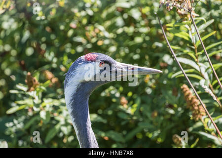 Die Kraniche (Grus Grus), auch bekannt als der eurasische Kran. Nahaufnahme des Kopfes. Stockfoto